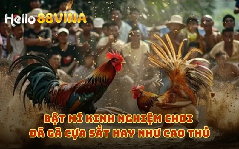 Đá Gà Cựa Sắt Cùng HELLO88 - Thưởng Ngay Nạp Đầu 88k 8 Bật mí kinh nghiệm chơi đá gà cựa sắt hay như cao thủ