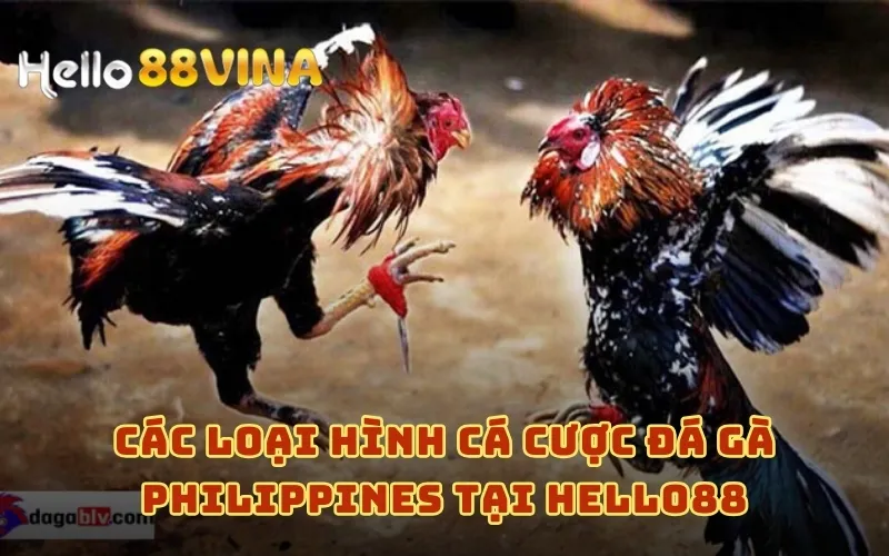 Trực Tiếp Đá Gà Philippines HELLO88 Mới Nhất Hôm Nay 6 Các loại hình cá cược đá gà Philippines tại HELLO88