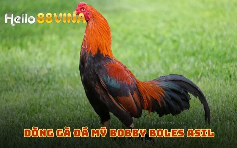 Top Các Dòng Gà Đá Mỹ Vang Danh Nhất Thế Giới Năm 2024 8 Dòng gà đá Mỹ Bobby Boles Asil