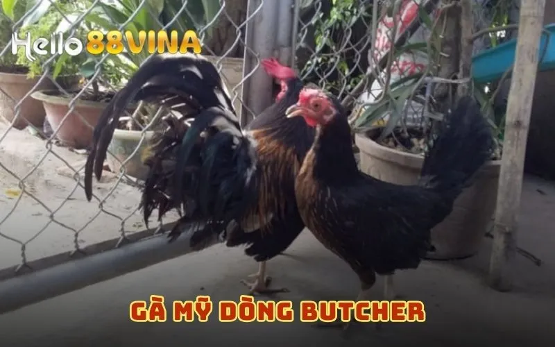 Top Các Dòng Gà Đá Mỹ Vang Danh Nhất Thế Giới Năm 2024 7 Gà Mỹ dòng Butcher