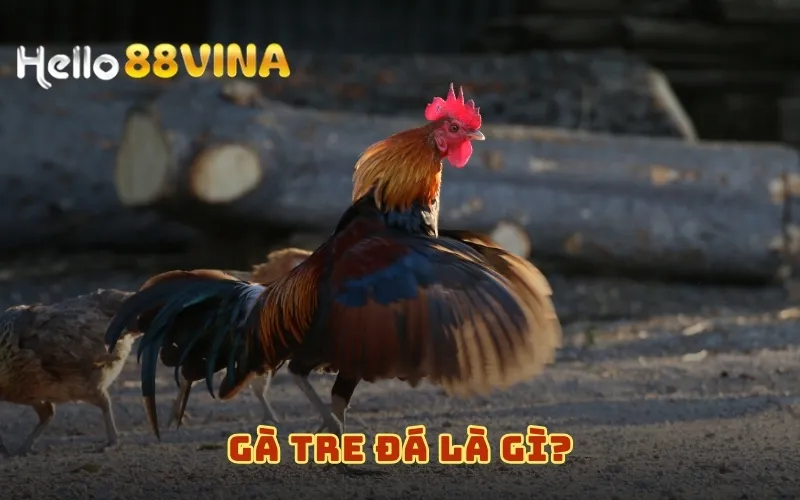 Gà Tre Đá – Giới Thiệu Giống Gà Tre Tốt Nhất Hiện Nay 6 Gà Tre Đá là gì?