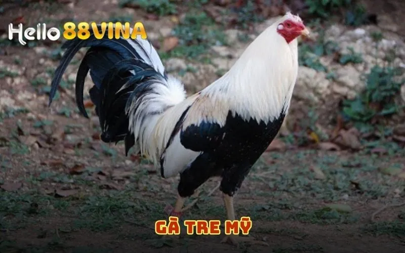 Top Các Dòng Gà Đá Mỹ Vang Danh Nhất Thế Giới Năm 2024 9 Gà Tre Mỹ