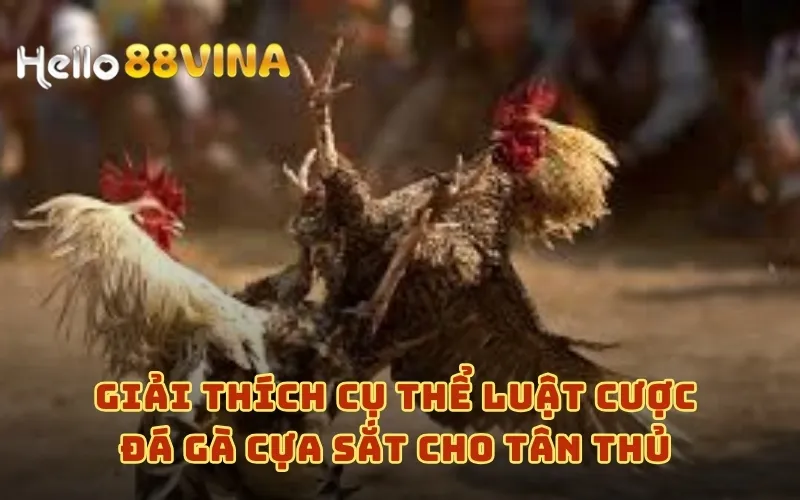 Đá Gà Cựa Sắt Cùng HELLO88 - Thưởng Ngay Nạp Đầu 88k 7 Giải thích cụ thể luật cược đá gà cựa sắt cho tân thủ