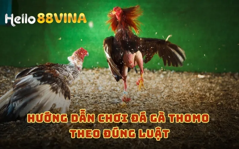 Giải Mã Đá Gà Thomo - Bí Quyết Cược Đá Gà Thắng Lớn 7 Hướng dẫn chơi đá gà Thomo theo đúng luật