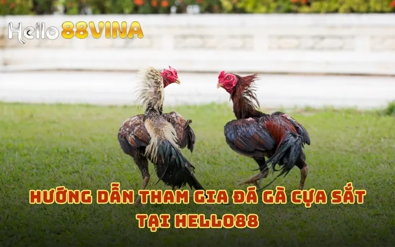 Đá Gà Cựa Sắt Cùng HELLO88 - Thưởng Ngay Nạp Đầu 88k 9 Hướng dẫn tham gia đá gà cựa sắt tại HELLO88