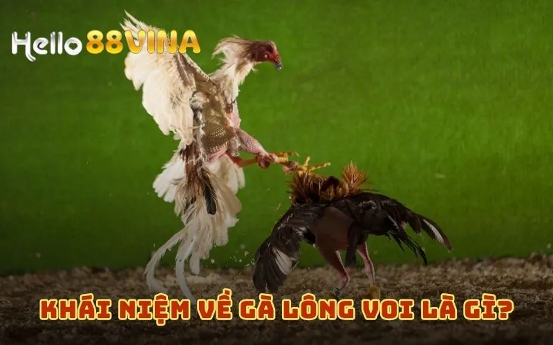 Gà Lông Voi Là Gì? Giải Nghĩa Giống Gà Này Gọi Là Linh Kê 6 Khái niệm về Gà lông voi là gì?
