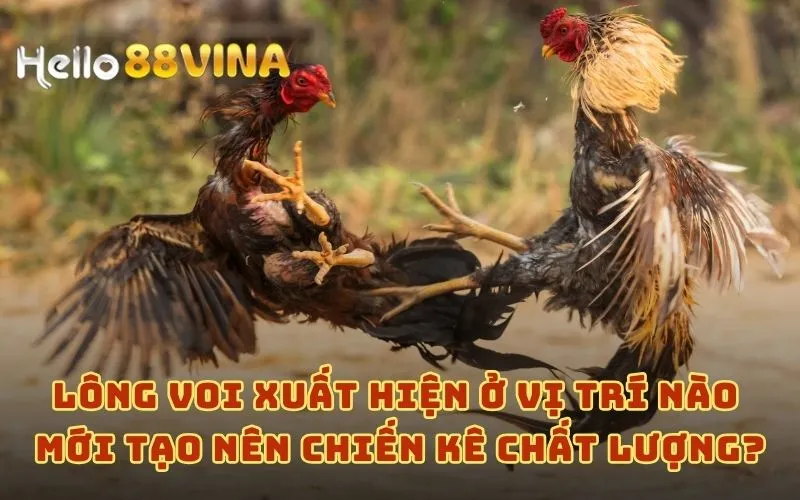 Gà Lông Voi Là Gì? Giải Nghĩa Giống Gà Này Gọi Là Linh Kê 7 Lông voi xuất hiện ở vị trí nào mới tạo nên chiến kê chất lượng?