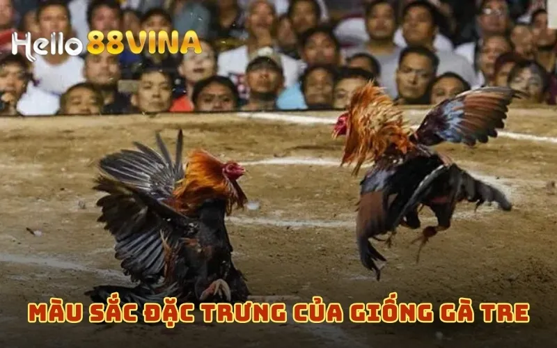 Gà Tre Đá – Giới Thiệu Giống Gà Tre Tốt Nhất Hiện Nay 8 Màu sắc đặc trưng của giống gà tre