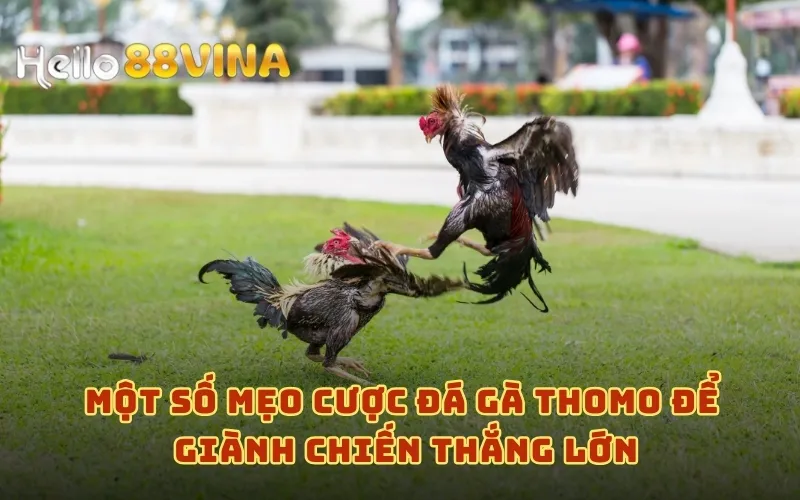 Giải Mã Đá Gà Thomo - Bí Quyết Cược Đá Gà Thắng Lớn 9 Một số mẹo cược đá gà Thomo để giành chiến thắng lớn