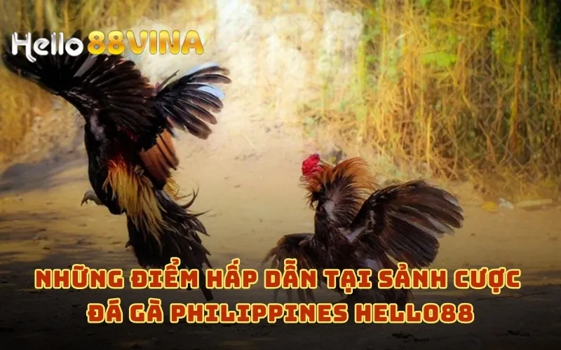 Trực Tiếp Đá Gà Philippines HELLO88 Mới Nhất Hôm Nay 7 Những điểm hấp dẫn tại sảnh cược đá gà Philippines HELLO88