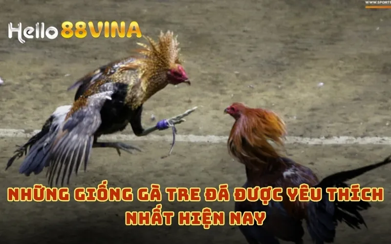 Gà Tre Đá – Giới Thiệu Giống Gà Tre Tốt Nhất Hiện Nay 9 Những giống gà tre đá được yêu thích nhất hiện nay
