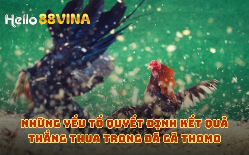Giải Mã Đá Gà Thomo - Bí Quyết Cược Đá Gà Thắng Lớn 8 Những yếu tố quyết định kết quả thắng thua trong đá gà Thomo