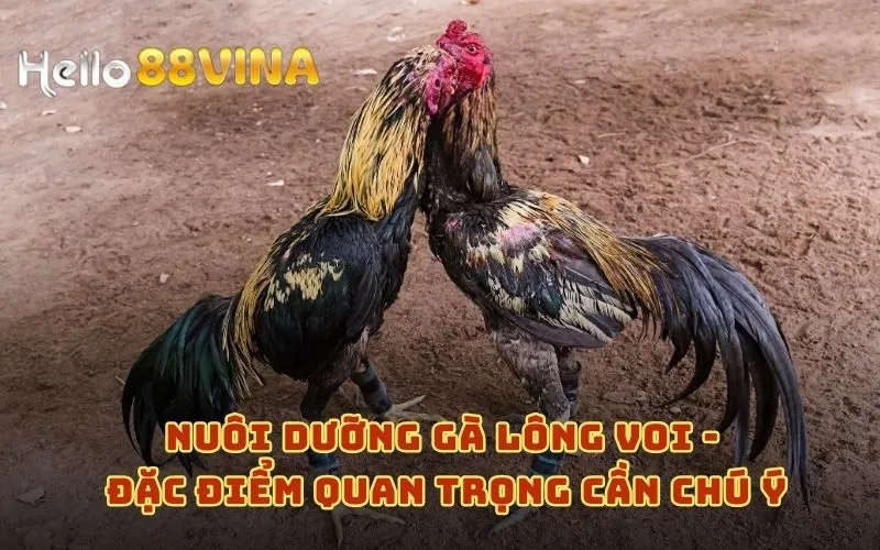 Gà Lông Voi Là Gì? Giải Nghĩa Giống Gà Này Gọi Là Linh Kê 9 Nuôi dưỡng gà lông voi - Đặc điểm quan trọng cần chú ý