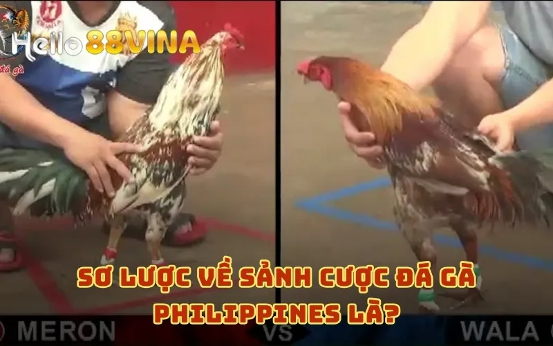 Trực Tiếp Đá Gà Philippines HELLO88 Mới Nhất Hôm Nay 5 Sơ lược về sảnh cược đá gà Philippines là?