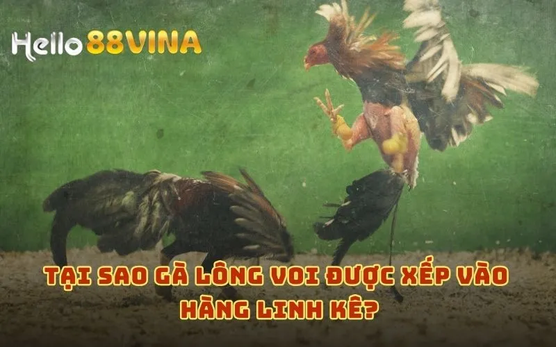 Gà Lông Voi Là Gì? Giải Nghĩa Giống Gà Này Gọi Là Linh Kê 8 Tại sao gà lông voi được xếp vào hàng linh kê?