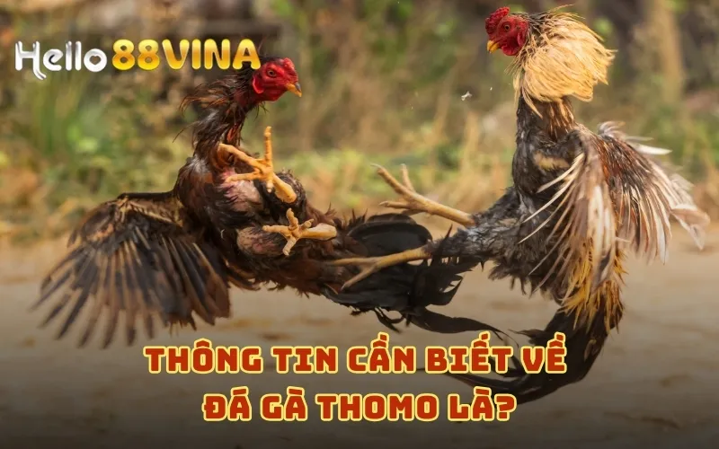 Giải Mã Đá Gà Thomo - Bí Quyết Cược Đá Gà Thắng Lớn 6 Thông tin cần biết về đá gà Thomo là?